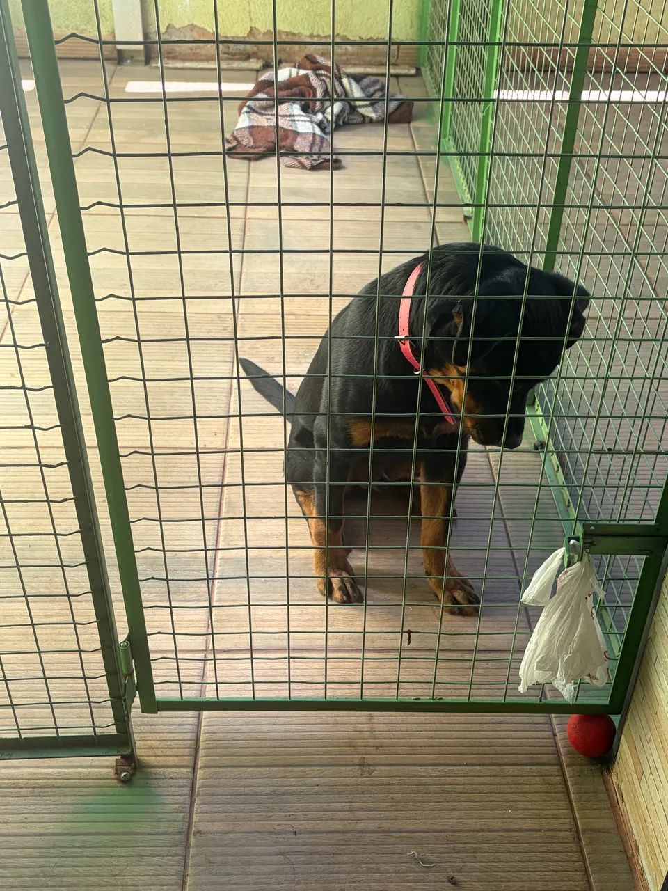 Rottweiler macho - Foto 3