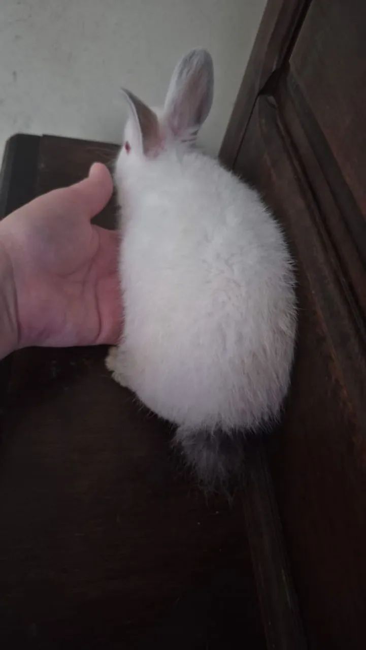 Mini Coelho  macho - Foto 2