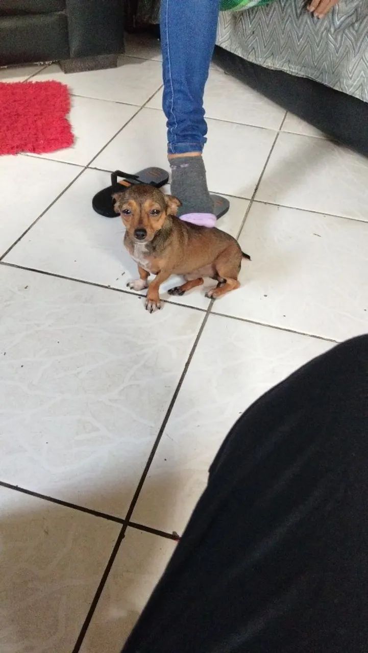 Pinscher 0 com 1 - Foto 5