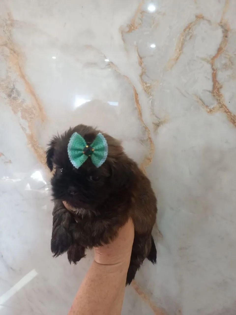 Machinho de shih-tzu  - Foto 2