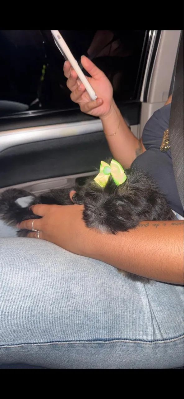 Lhasa apso filhote fêmea vermifugada e vacinada