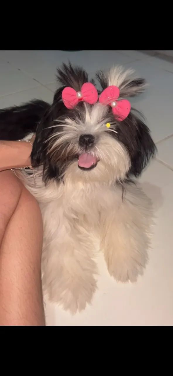 Pet