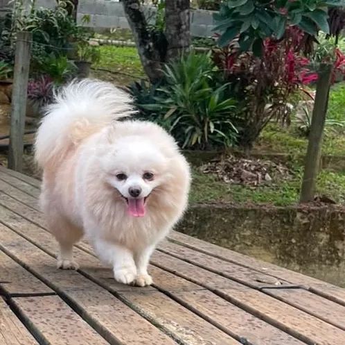 Spitz alemão, Macho arrumar -se namorada  - Foto 5