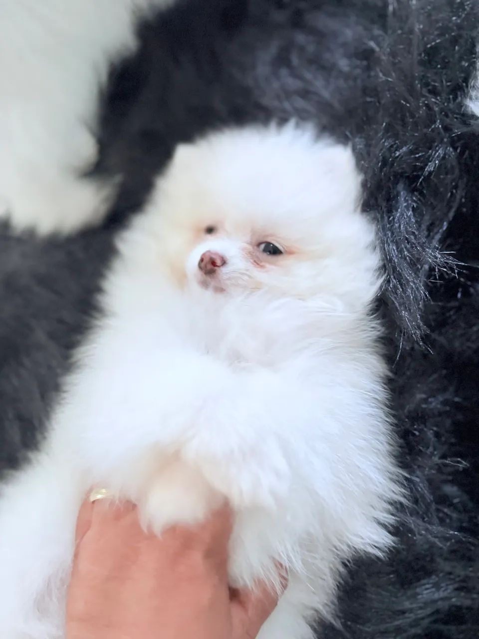Lulu  - Foto 3