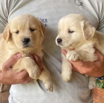 Golden retriever  - Foto 5
