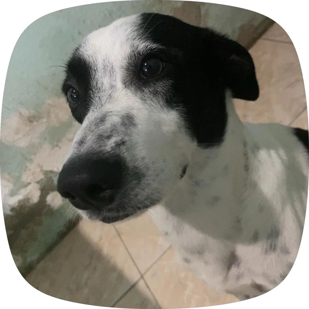 Cães 