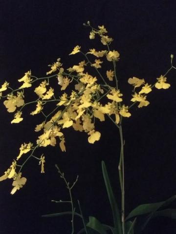 Orquídeas em floração - Foto 4