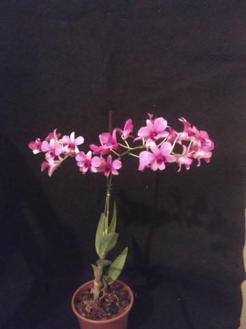 Orquídeas em floração - Foto 3
