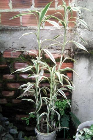 Plantas