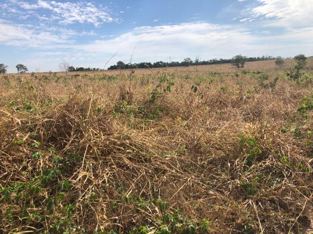 2750 Hectares x Campo Grande,Pecuária e Lavoura,Comodoro-MT Ótimo localização - Foto 4
