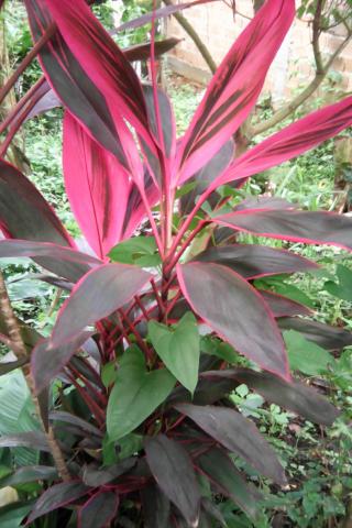 Plantas - Foto 4