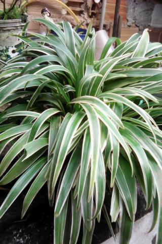 Plantas - Foto 4