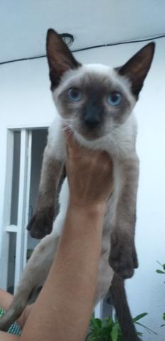 Estou doando esse lindo gato só pra quem ame - Foto 2
