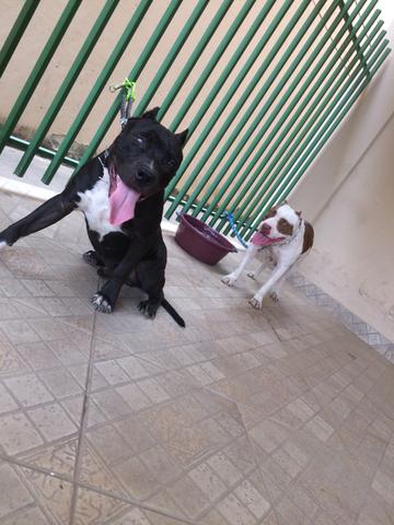 Vendo Pitbul bruto dms - Foto 4
