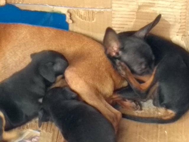 Pincher - Foto 2