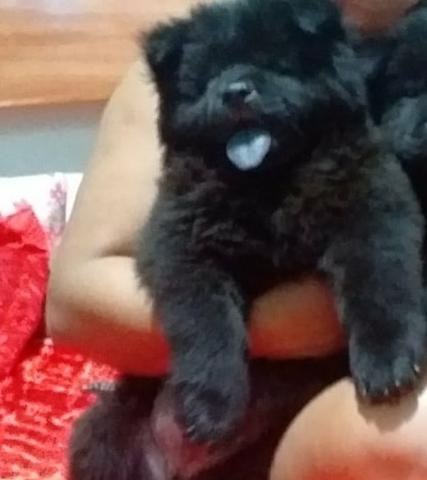 Vendo esse chow- chow 3 meses - Foto 2