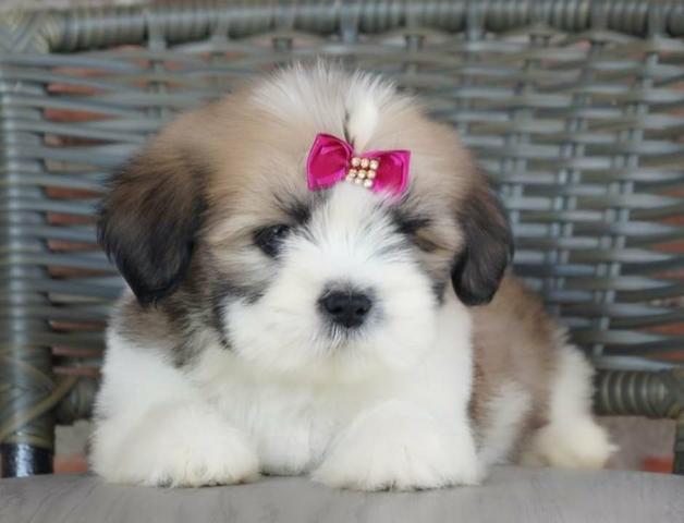 Lhasa Apso fêmea disponível!