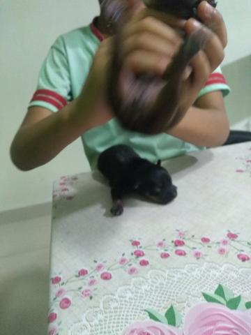 Pincher 0 - Foto 3