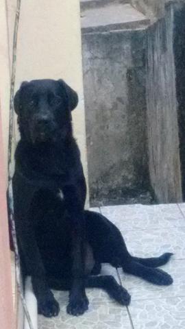 Lindos filhotes de labradores rettriver - Foto 5