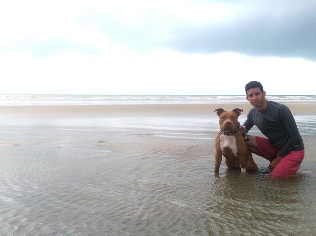 Pitbull disponível para cobertura! - Foto 4