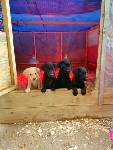 Labrador machos e fêmeas disponíveis!! assistência veterinaria gratuita - Foto 4