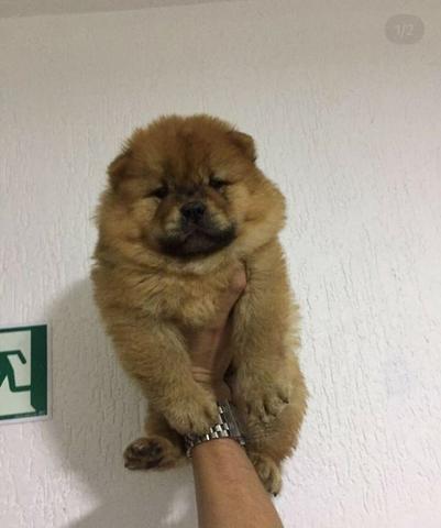 Chow-chow ligue para adquirir conosco * - Foto 3