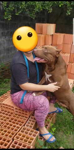 Vendo Filhote Fêmea Pitbull