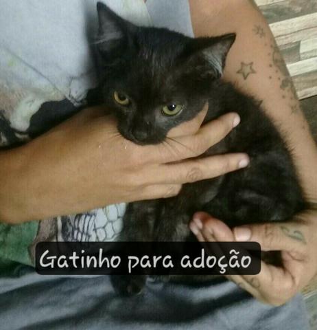 Gatinho pretinho - Foto 2