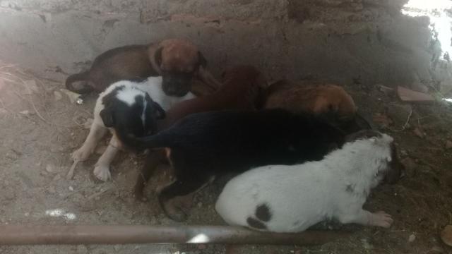 Cachorrinhos - Foto 2