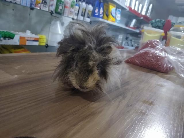 Porquinho da Índia- Macho - Foto 3