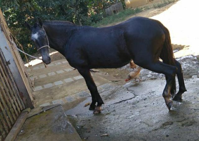Égua mangalarga marchador preta