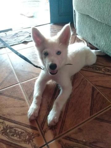 Vendo Husk Siberiano