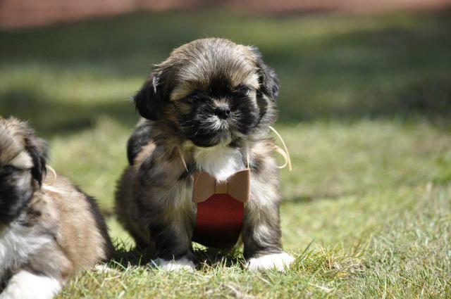 Shih Tzu Excelentes em canil legalizado.Documentados
