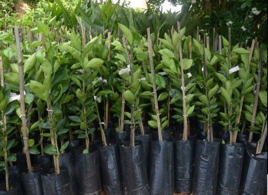 Mudas de palmito pupunha e frutas em geral