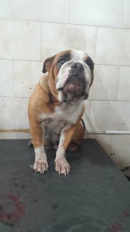 Bulldog Francês