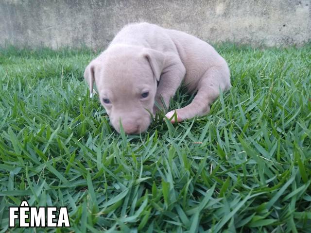 Filhotes pit bull - Foto 5