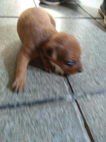 Filhote miniatura pinscher - Foto 3