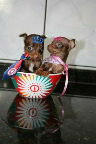 Pinscher mini mini - Foto 4