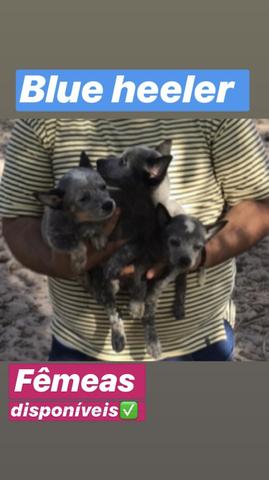 Filhotes de Blue heeler - Foto 3