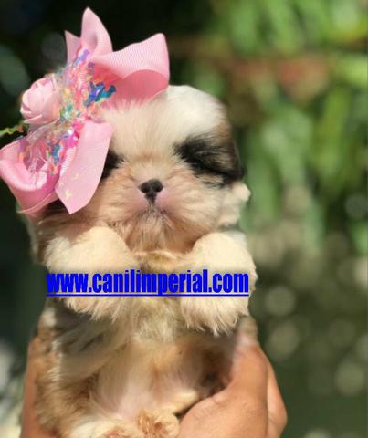 Aqui os melhores Shih Tzu Documentados - Foto 3