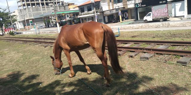 Cavalo vendo ou troco