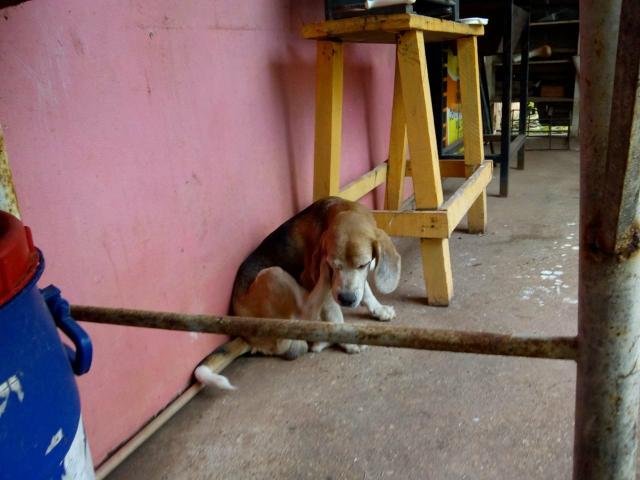 Vende -se casal de Beagle com pedigree - Foto 2
