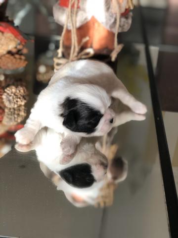 Shih Tzu - Foto 4