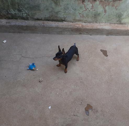 Pinscher 1 - Foto 3