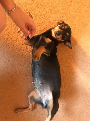 Vendo ou troco Filhote de pinscher, nascem em dezembro troco em Chow Chow