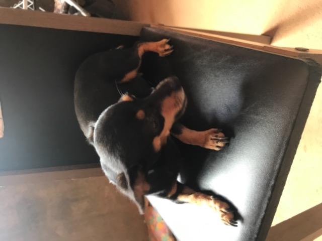 Vendo ou troco Filhote de pinscher, nascem em dezembro troco em Chow Chow - Foto 2