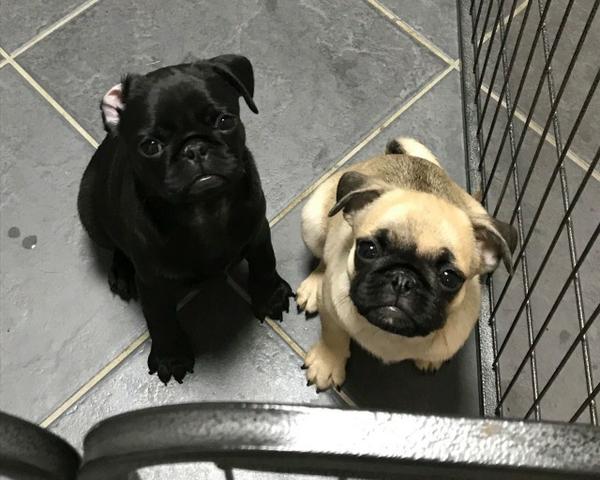 Pug preto/abricot,oferecemos suporte veterinário exclusivo ! - Foto 2