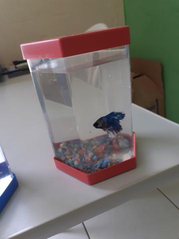 Betta com betteira