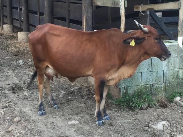 Vaca geer 2 cria com terneira