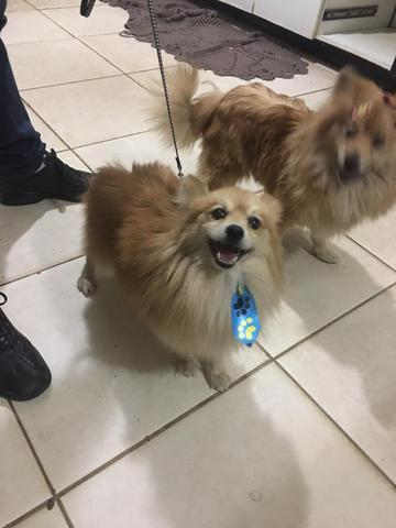 Spitz alemão (lulu da pomerania)